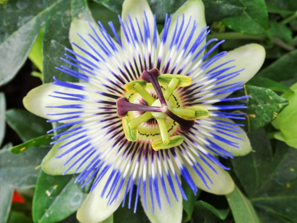 Flower Garden Centre