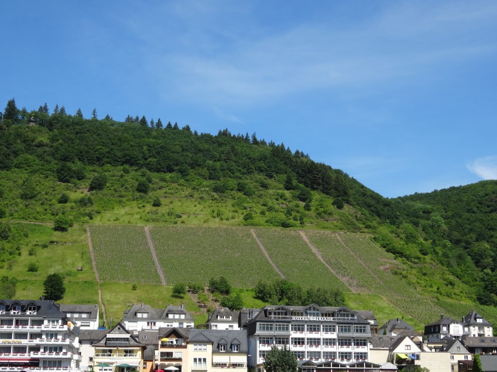 Vineyards Koblenz